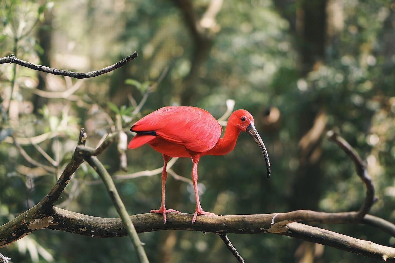 red bird in amazon rainforest Brazil
